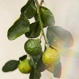 Basil & Lime Raumspray 500ml – Basilikum, Limette & Mandarine