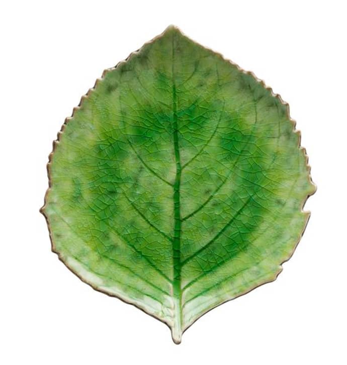 hydrangea-leaf-costa-nova